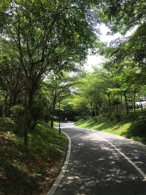 圖片來源:小紅書@慢慢 深圳戶外放空首選!全國最大濕地公園聚龍山 四季花海、觀鳥打卡 附交通地址