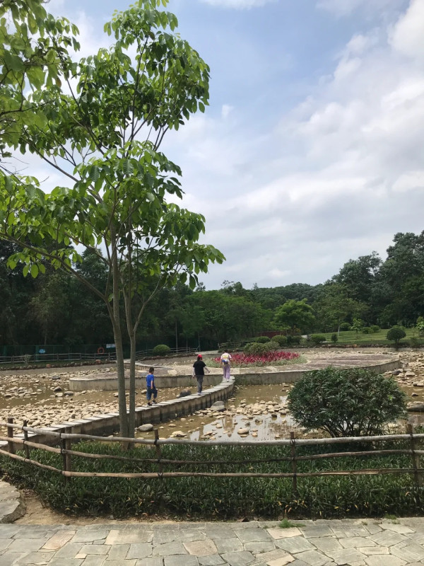 圖片來源:小紅書@慢慢 深圳戶外放空首選!全國最大濕地公園聚龍山 四季花海、觀鳥打卡 附交通地址