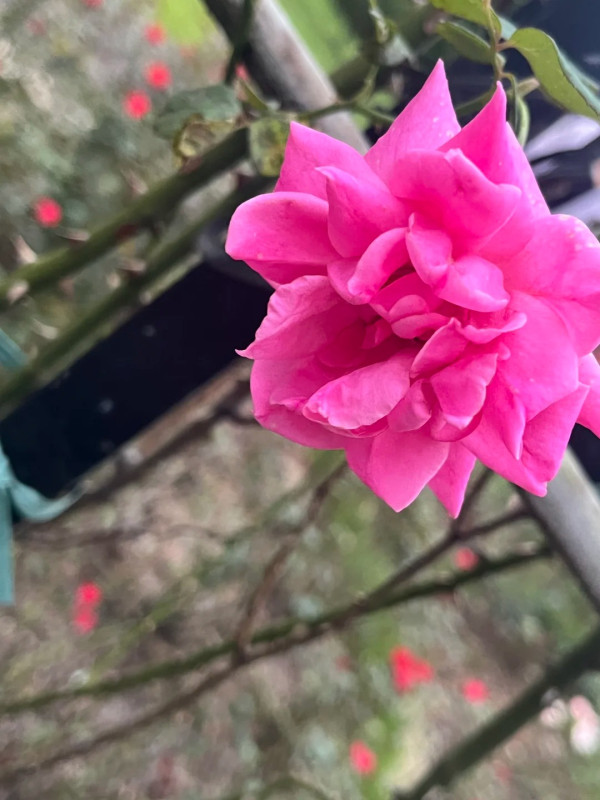 圖片來源:小紅書@布丁🍮 深圳戶外放空首選!全國最大濕地公園聚龍山 四季花海、觀鳥打卡 附交通地址