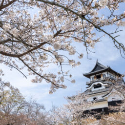 inuyamajo.jp