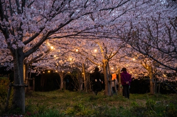 tokoname-kankou.net