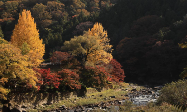 tourismtoyota.jp