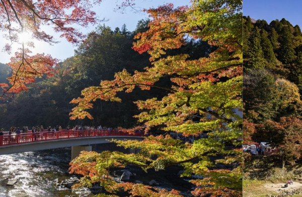 tourismtoyota.jp