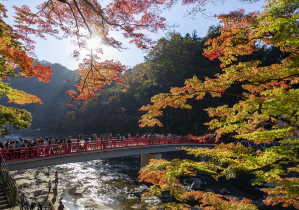 tourismtoyota.jp