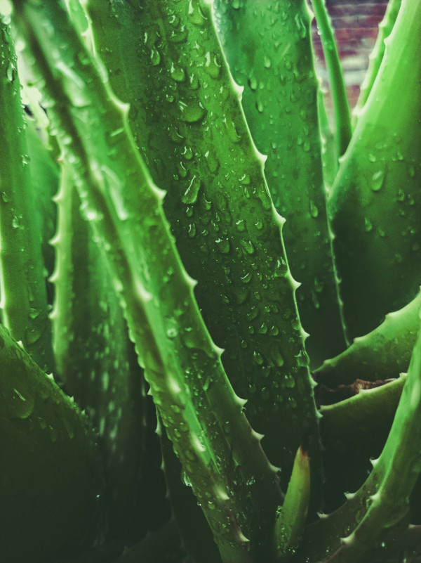 解渴消暑10大飲食（來源：Unsplash）