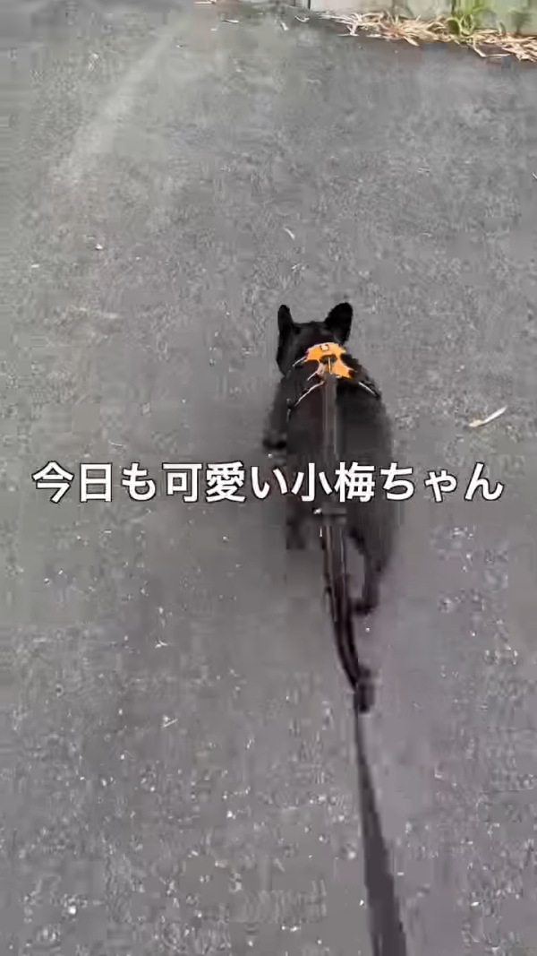 不良一族尋愛記2｜「小馬」尾田優也為小孩斷指離開黑道 獲封真男人展現硬漢柔情