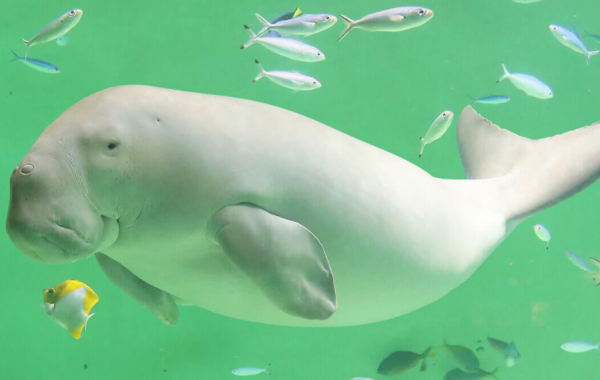 aquarium.co.jp aquarium.co.jp