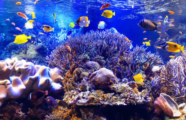 aquarium.co.jp aquarium.co.jp