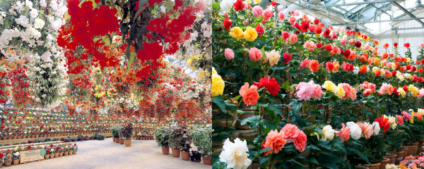 nagashima-onsen.co.jp nagashima-onsen.co.jp