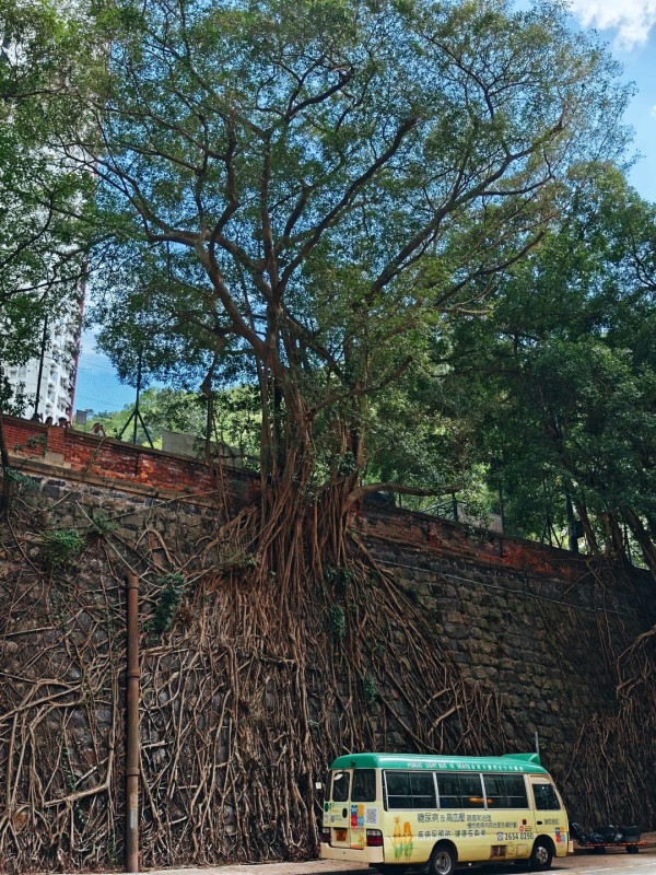 港島好去處|網民嚴選8大治癒行程!神級菠蘿油食法/朝聖魔法部公廁