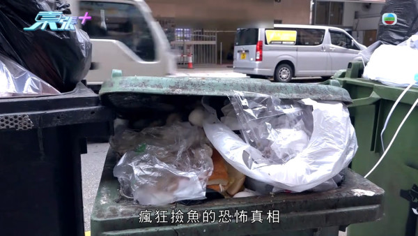 葵涌大媽垃圾桶執三文魚恐流入市面!內情曝光揭驚人真相 食環署急介入