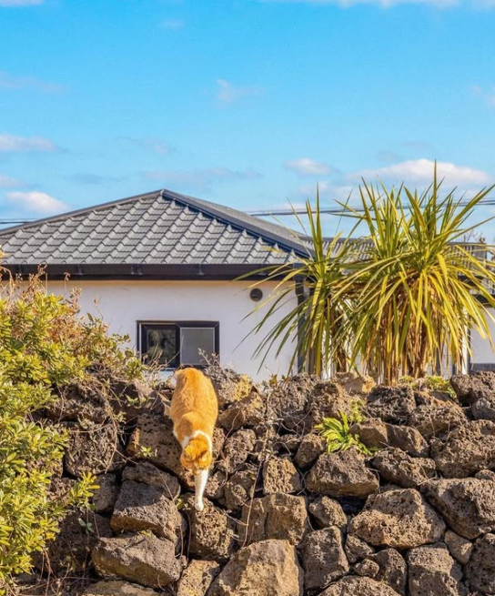 ig@jeju.meow ig@jeju.meow