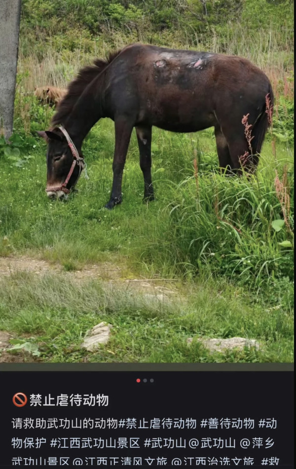 網民內地行山目睹騾仔負重運貨傷痕累累 怒批虐待動物引發網民熱議