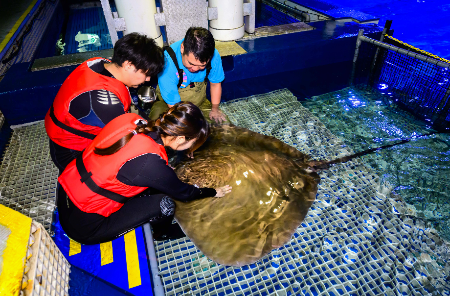 香港海洋公園零距離浮潛體驗！水中與珊瑚魚同游+親手觸摸鯊魚與鯆魚！附參加方法