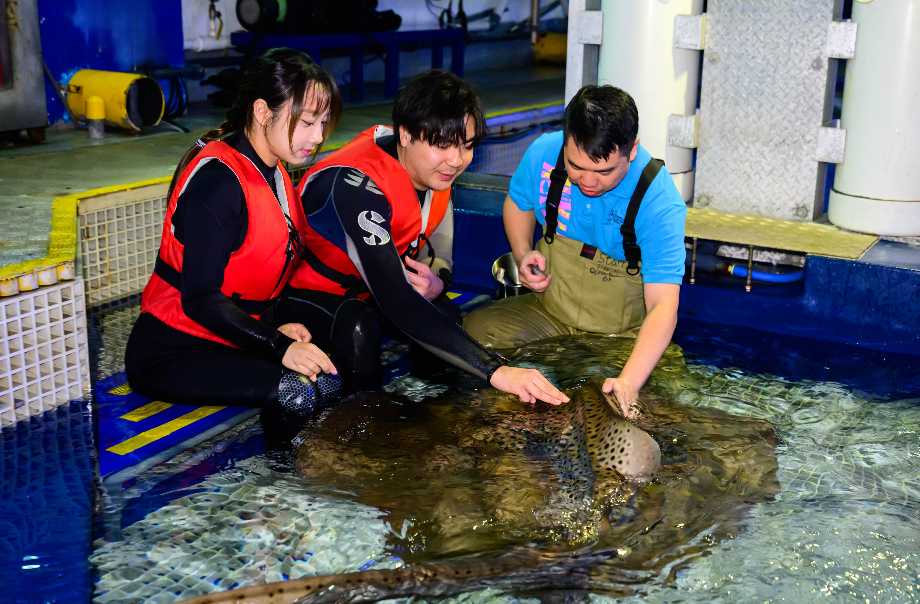 香港海洋公園零距離浮潛體驗！水中與珊瑚魚同游+親手觸摸鯊魚與鯆魚！附參加方法