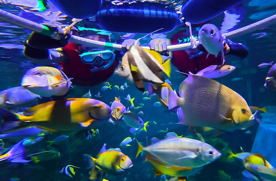 香港海洋公園零距離浮潛體驗！水中與珊瑚魚同游+親手觸摸鯊魚與鯆魚！附參加方法