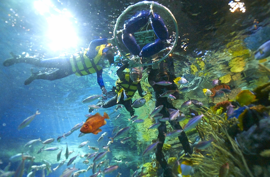 香港海洋公園零距離浮潛體驗！水中與珊瑚魚同游+親手觸摸鯊魚與鯆魚！附參加方法
