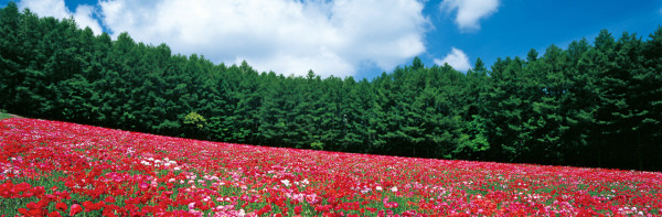 farm-tomita.co.jp farm-tomita.co.jp