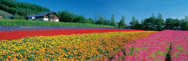 farm-tomita.co.jp farm-tomita.co.jp