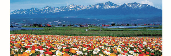 farm-tomita.co.jp farm-tomita.co.jp