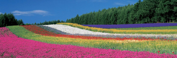 farm-tomita.co.jp farm-tomita.co.jp