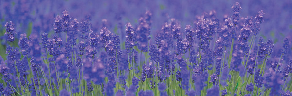 farm-tomita.co.jp farm-tomita.co.jp