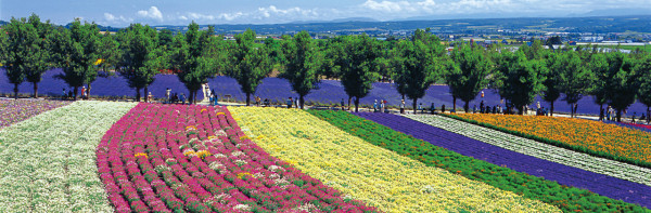 farm-tomita.co.jp farm-tomita.co.jp