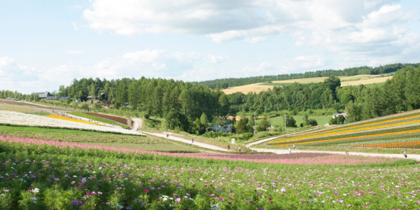 shikisainooka.jp shikisainooka.jp