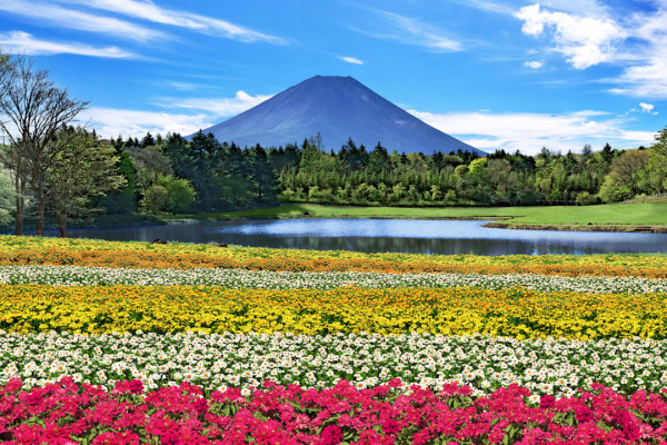 日本山梨縣秋季限定彩虹花祭2026！8萬株繽紛花海盛開/必影小舟與幸福之門 
