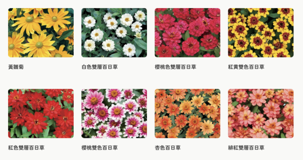 日本山梨縣秋季限定彩虹花祭2026！8萬株繽紛花海盛開/必影小舟與幸福之門 