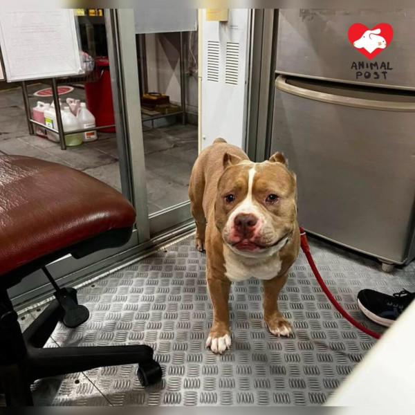 漁護署突將3類犬納格鬥狗名單！愛犬遭強行帶走絕育 狗主集體恐慌促公開鑑定標準