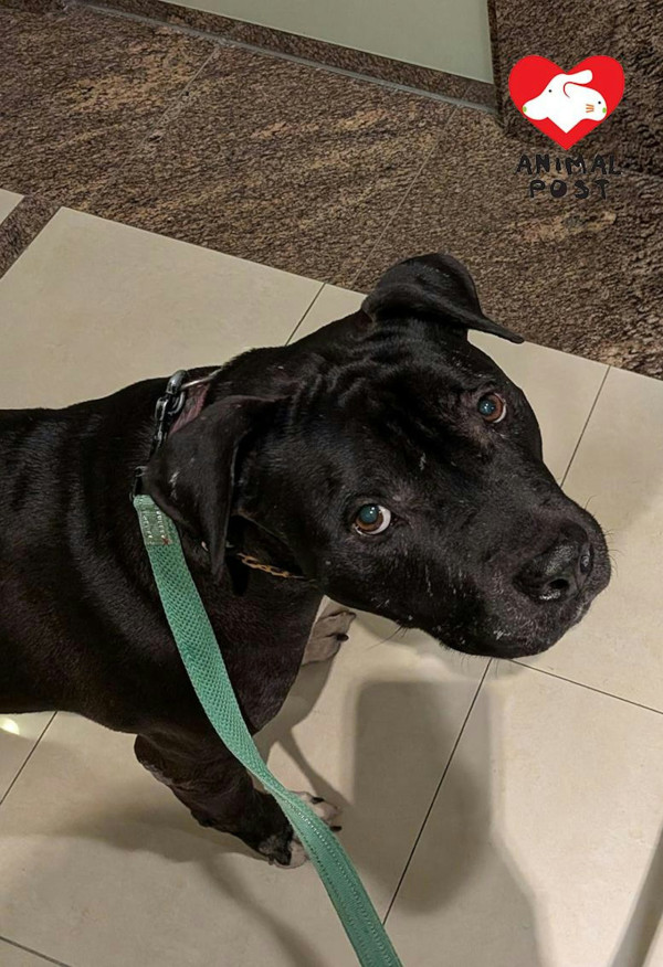 漁護署突將3類犬納格鬥狗名單！愛犬遭強行帶走絕育 狗主集體恐慌促公開鑑定標準