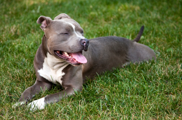 漁護署突將3類犬納格鬥狗名單！愛犬遭強行帶走絕育 狗主集體恐慌促公開鑑定標準