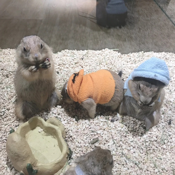 深圳福田1,200呎萌寵咖啡廳 起近距離餵食土撥鼠/雪貂/蜜袋鼯 