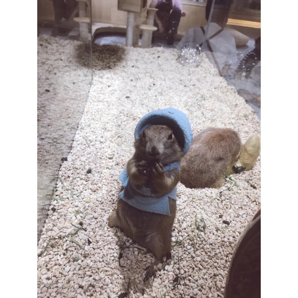 深圳福田1,200呎萌寵咖啡廳 起近距離餵食土撥鼠/雪貂/蜜袋鼯 