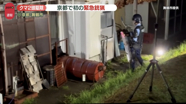 圖片來源:YouTube@日テレNEWS 日本熊害再現!京都住宅區驚現黑熊母子藏身民宅屋簷 當局首開「緊急銃獵」人道毀滅
