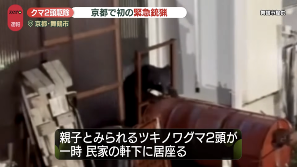 圖片來源:YouTube@日テレNEWS 日本熊害再現!京都住宅區驚現黑熊母子藏身民宅屋簷 當局首開「緊急銃獵」人道毀滅
