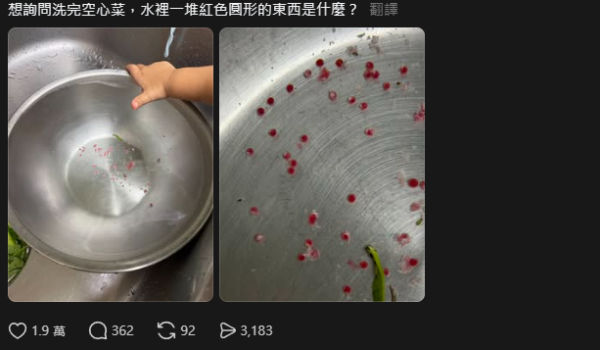 洗菜驚見水中浮現「紅色神秘圓球」！網民急警告：係福壽螺卵 恐藏6千條致命寄生蟲
