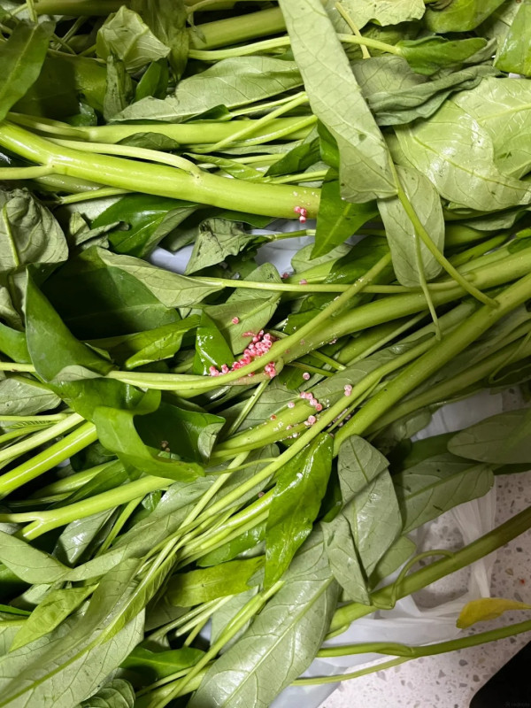 洗菜驚見水中浮現「紅色神秘圓球」！網民急警告：係福壽螺卵 恐藏6千條致命寄生蟲