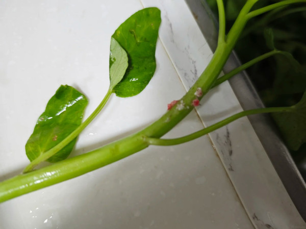 洗菜驚見水中浮現「紅色神秘圓球」！網民急警告：係福壽螺卵 恐藏6千條致命寄生蟲