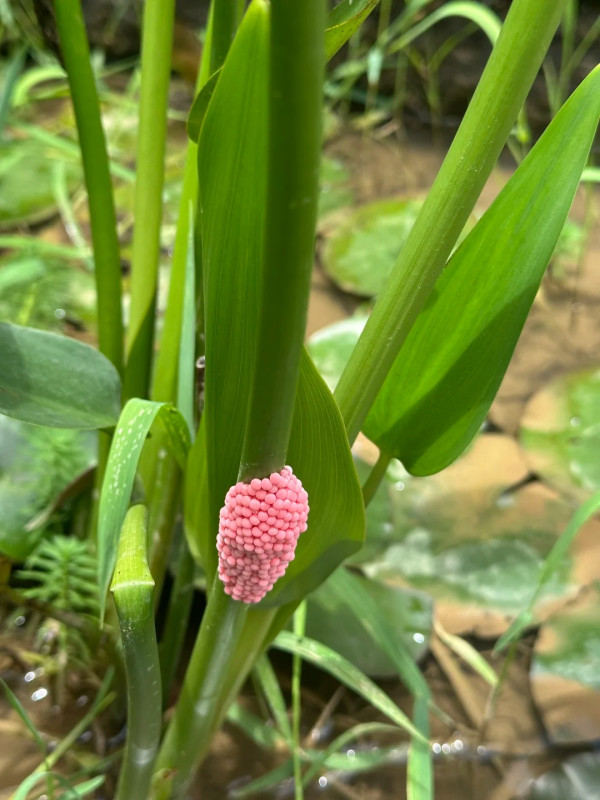 洗菜驚見水中浮現「紅色神秘圓球」！網民急警告：係福壽螺卵 恐藏6千條致命寄生蟲