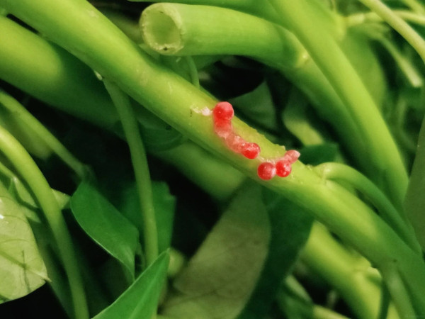 洗菜驚見水中浮現「紅色神秘圓球」！網民急警告：係福壽螺卵 恐藏6千條致命寄生蟲