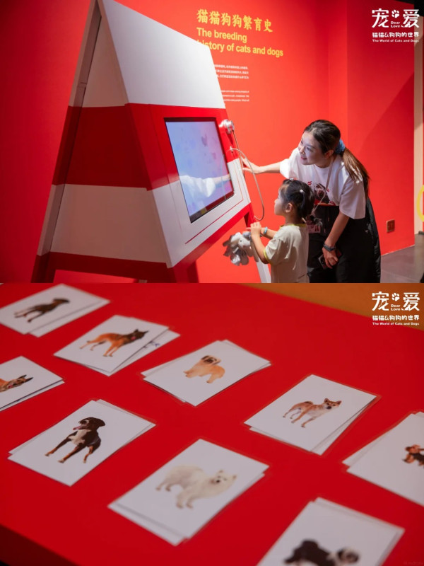圖片來源:小紅書@美好盐田 深圳博物館萌寵展帶你走進毛孩世界!80件貓狗主題文物展品+20多項趣味互動體驗