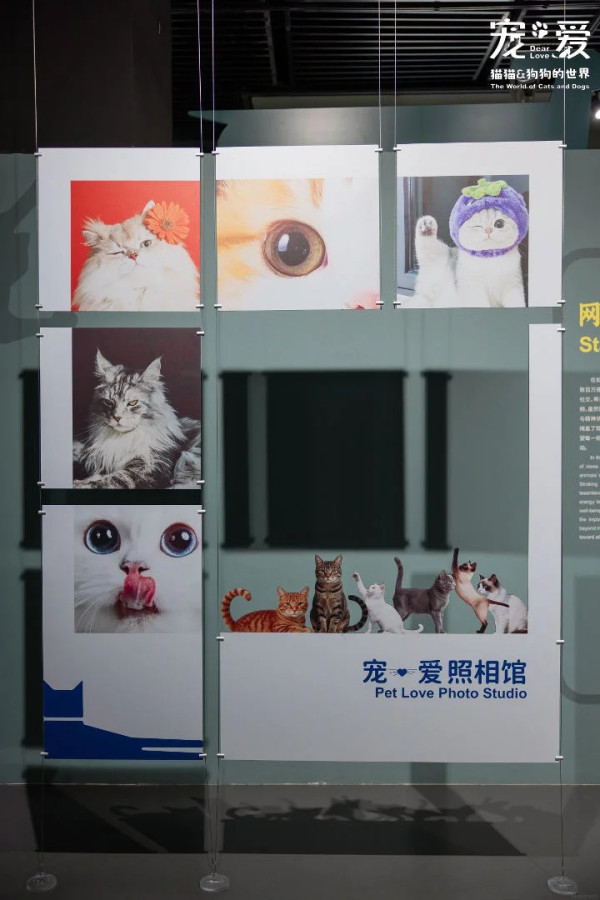 圖片來源:小紅書@美好盐田 深圳博物館萌寵展帶你走進毛孩世界!80件貓狗主題文物展品+20多項趣味互動體驗