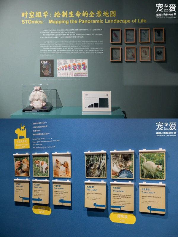 圖片來源:小紅書@美好盐田 深圳博物館萌寵展帶你走進毛孩世界!80件貓狗主題文物展品+20多項趣味互動體驗