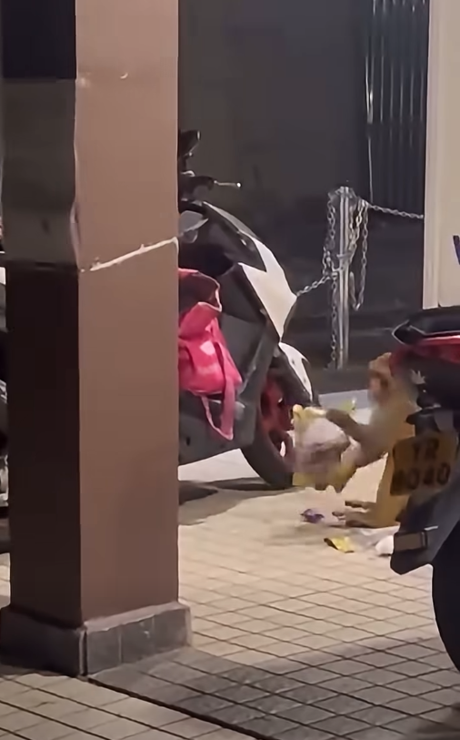 野生馬騮偷電單車外賣就地開餐！漁護署警告切勿四目交投！附5大防猴自保指南