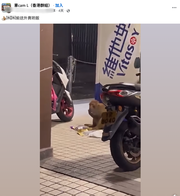 野生馬騮偷電單車外賣就地開餐！漁護署警告切勿四目交投！附5大防猴自保指南