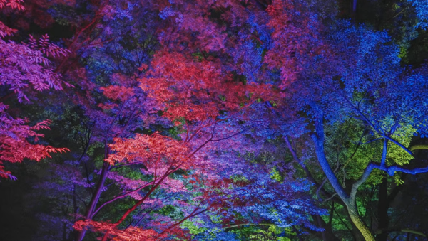 福岡teamLab福岡城光影節睽違7年回歸!舞鶴公園巨樹蛋形光影/雙人優惠/交通攻略