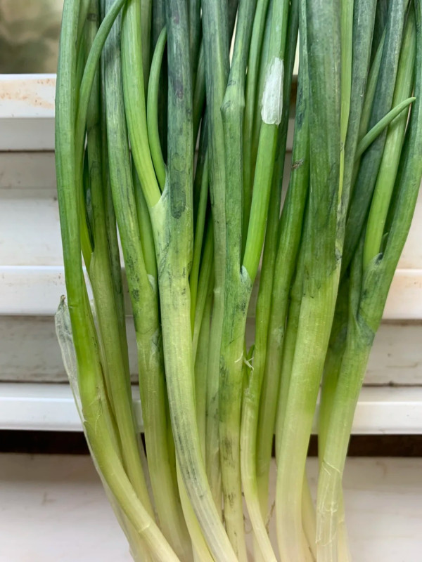 買蔥抹出恐怖藍綠色？食安中心拆解甩色蔥真面目/過量攝入恐傷身 教3招避開無毒蔥