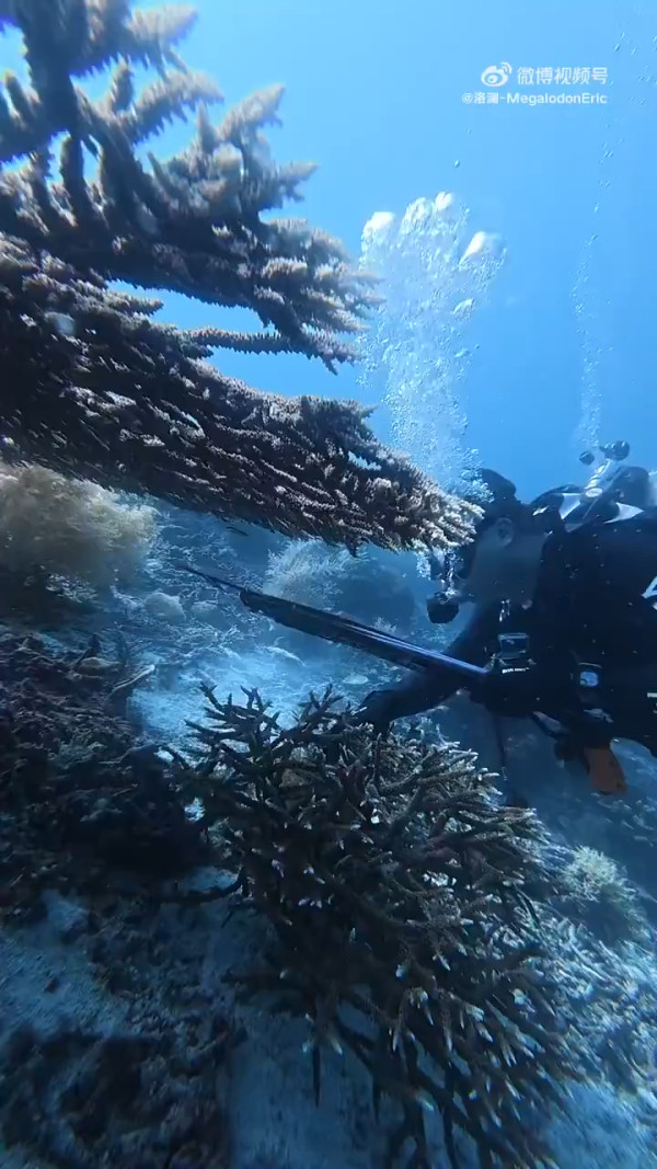 有片！內地潛水教練印尼殺極瀕危海龜煮食 擬潛逃回國時在機場被截獲 
